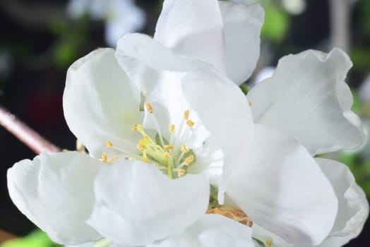 apple blossom (white macro zoomed flowers)
