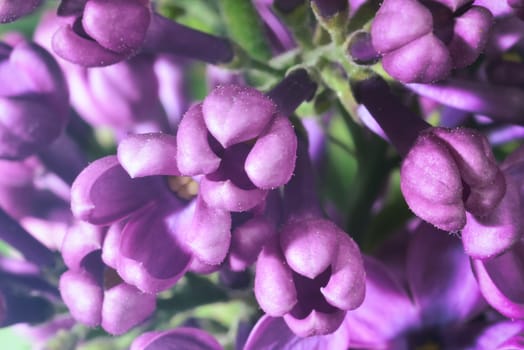 lilac buds (macro zoomed purple lilac flowers)