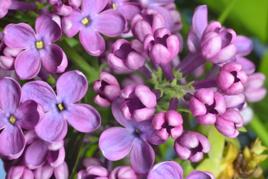 lilac buds (macro zoomed purple lilac flowers)