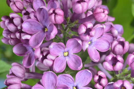 lilac buds (macro zoomed purple lilac flowers)