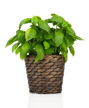 basil herbs in Pot on White background