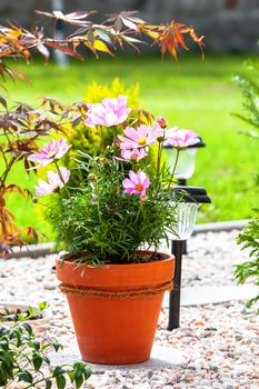 Cosmos Flower in pot, in garden