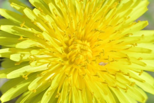 macro zoomed yellow dandelion with stamens and pistils