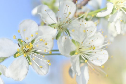 plum white macro spring blossoms with long stamens in garden