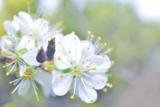 plum white macro spring blossoms with long stamens in garden