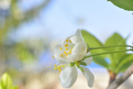 plum white macro spring blossoms with long stamens in garden