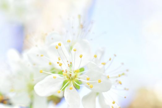 plum white macro spring blossoms with long stamens in garden