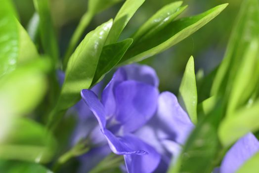 macro zoomed green leaves and purple flowers in garden