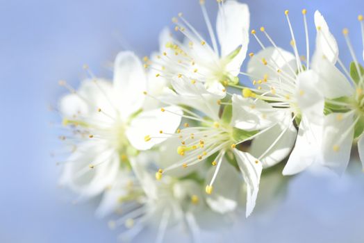 white macro spring blossoms with long stamens in garden background
