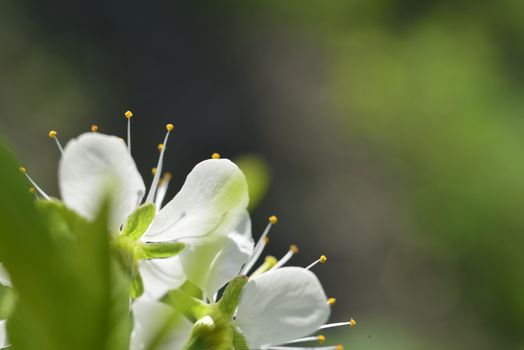 plum white macro spring blossoms with long stamens in garden