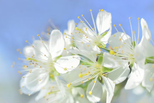 plum white macro spring blossoms with long stamens in garden