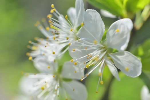 plum white macro spring blossoms with long stamens in garden