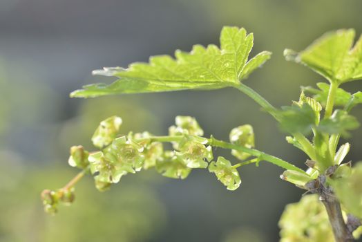 green currant  macro spring blossoms with long stamens in garden