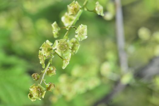 green currant  macro spring blossoms with long stamens in garden
