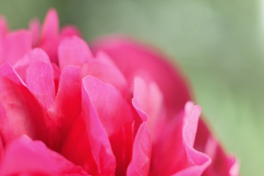 making perfume  (aroma of peony petals )