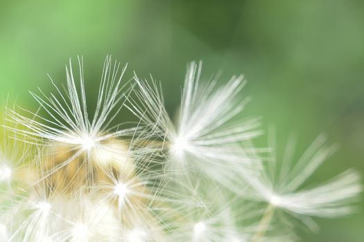 deflorate enlarged Dandelion ( blowball ) with fluff and seeds over green