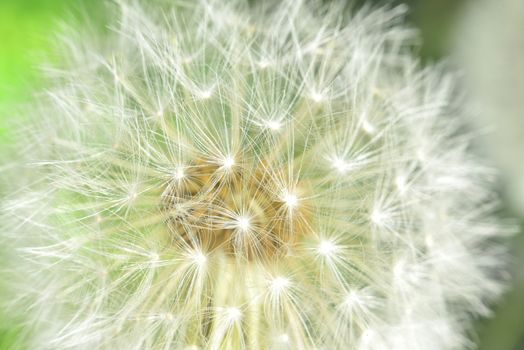 deflorate enlarged Dandelion ( blowball ) with fluff and seeds over green