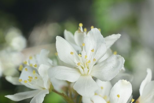 macro zoomed spring white flowers over green