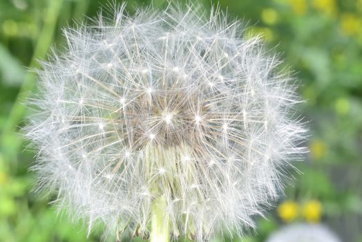 deflorate enlarged Dandelion ( blowball ) with fluff and seeds over green