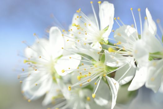 plum white macro spring blossoms with long stamens in garden