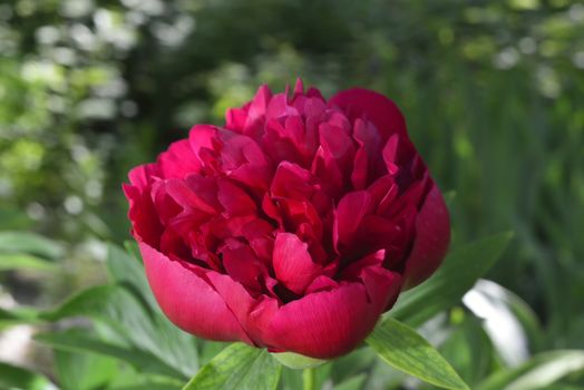 big red peony in garden  (aroma of peony petals )