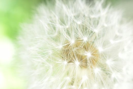 deflorate enlarged Dandelion ( blowball ) with fluff and seeds over green