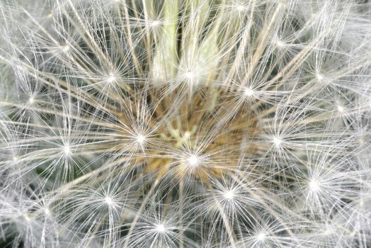 deflorate enlarged Dandelion ( blowball ) with fluff and seeds over black