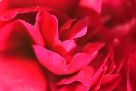 making perfume  (aroma of peony petals )