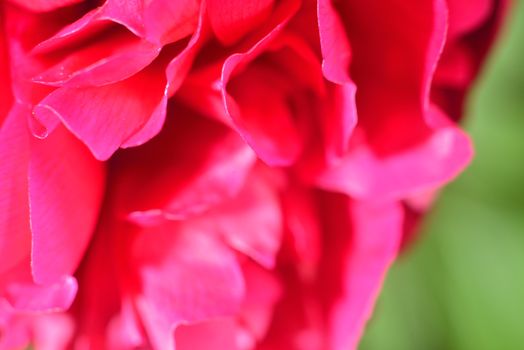 making perfume  (aroma of peony petals )