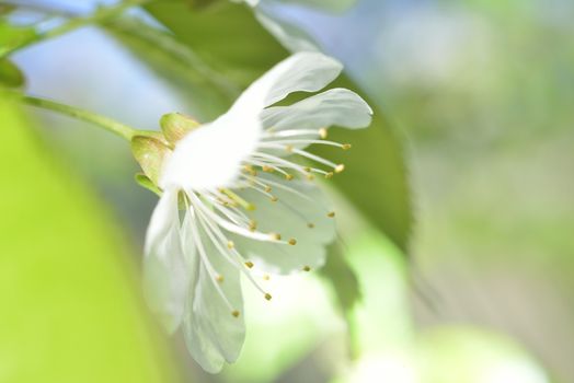 plum white macro spring blossoms with long stamens in garden