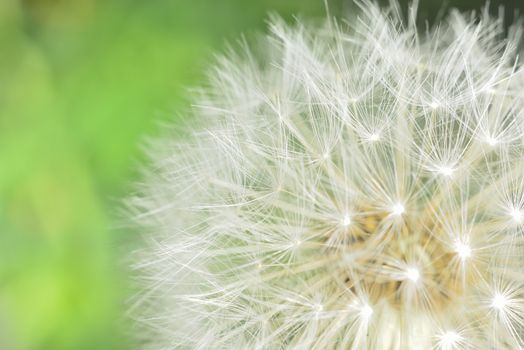 deflorate enlarged Dandelion ( blowball ) with fluff and seeds over green