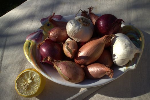 Onions on a table outdoor in a garden in summer time