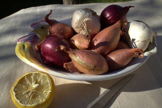 Onions on a table outdoor in a garden in summer time