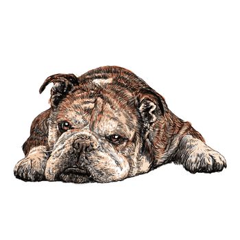 Image of bulldog hand drawn vector