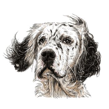 Image of English setter hand drawn vector