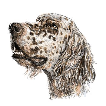Image of English setter hand drawn vector