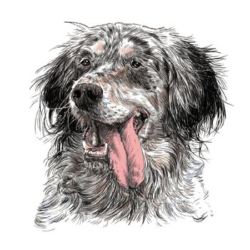 Image of English setter hand drawn vector