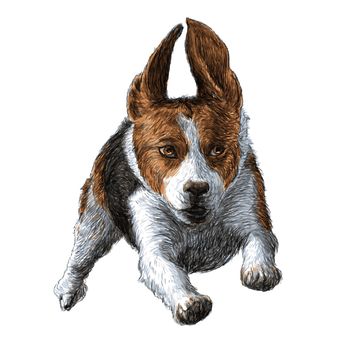 Image of running beagle hand drawn vector