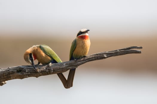 Two Bee-Eaters and one is eating a bee