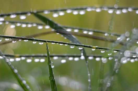 Picture of a morning wet drops on a grass blades