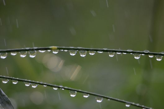 Picture of a morning wet drops on a grass blades