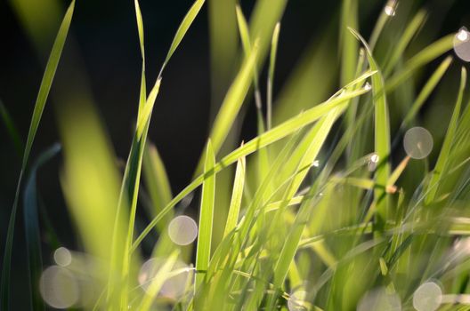 Picture of a morning wet drops on a grass blades