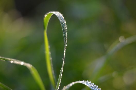 Picture of a morning wet drops on a grass blades