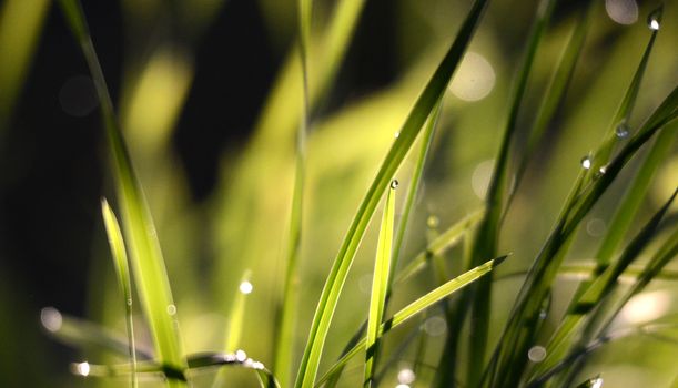 Picture of a morning wet drops on a grass blades
