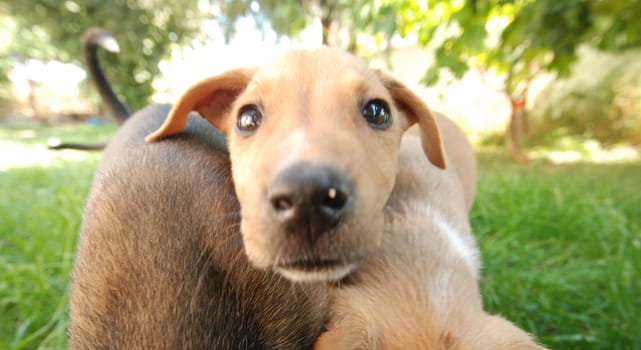 Pictrure of a Cute puppies. Pet and animal theme