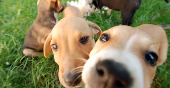 Pictrure of a Cute puppies. Pet and animal theme