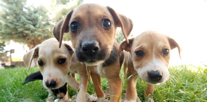 Pictrure of a Cute puppies. Pet and animal theme
