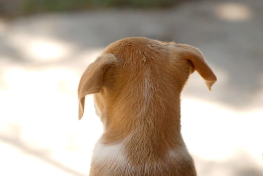 Pictrure of a Cute puppies. Pet and animal theme