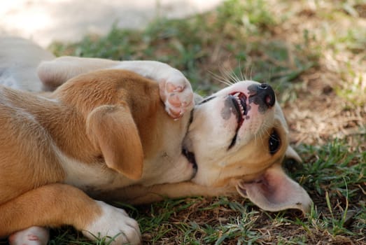 Pictrure of a Cute puppies. Pet and animal theme