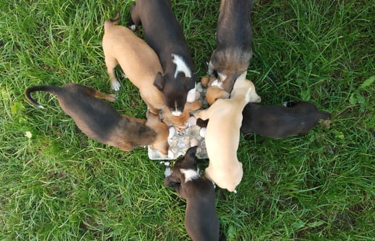 Pictrure of a Cute puppies. Pet and animal theme